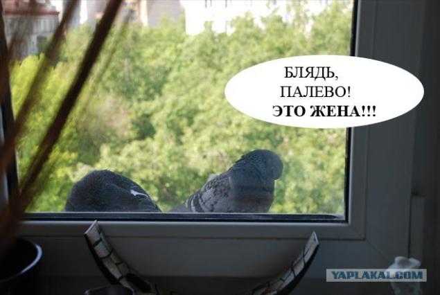 Любовь и голуби сегодня