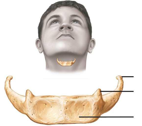 甲状舌骨位置图图片