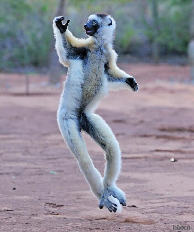 动物的舞蹈动作图片