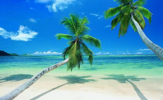 Три пальмы на берегу бесплатно